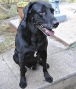 Banjo de la Cogn�e